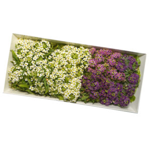 Alyssum flower
