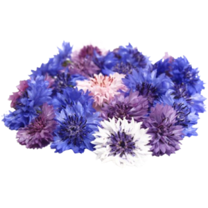 Corn Flower