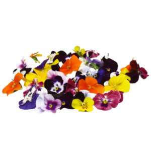 Fresh Violas