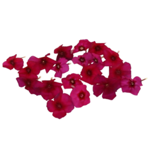 Phox flowers